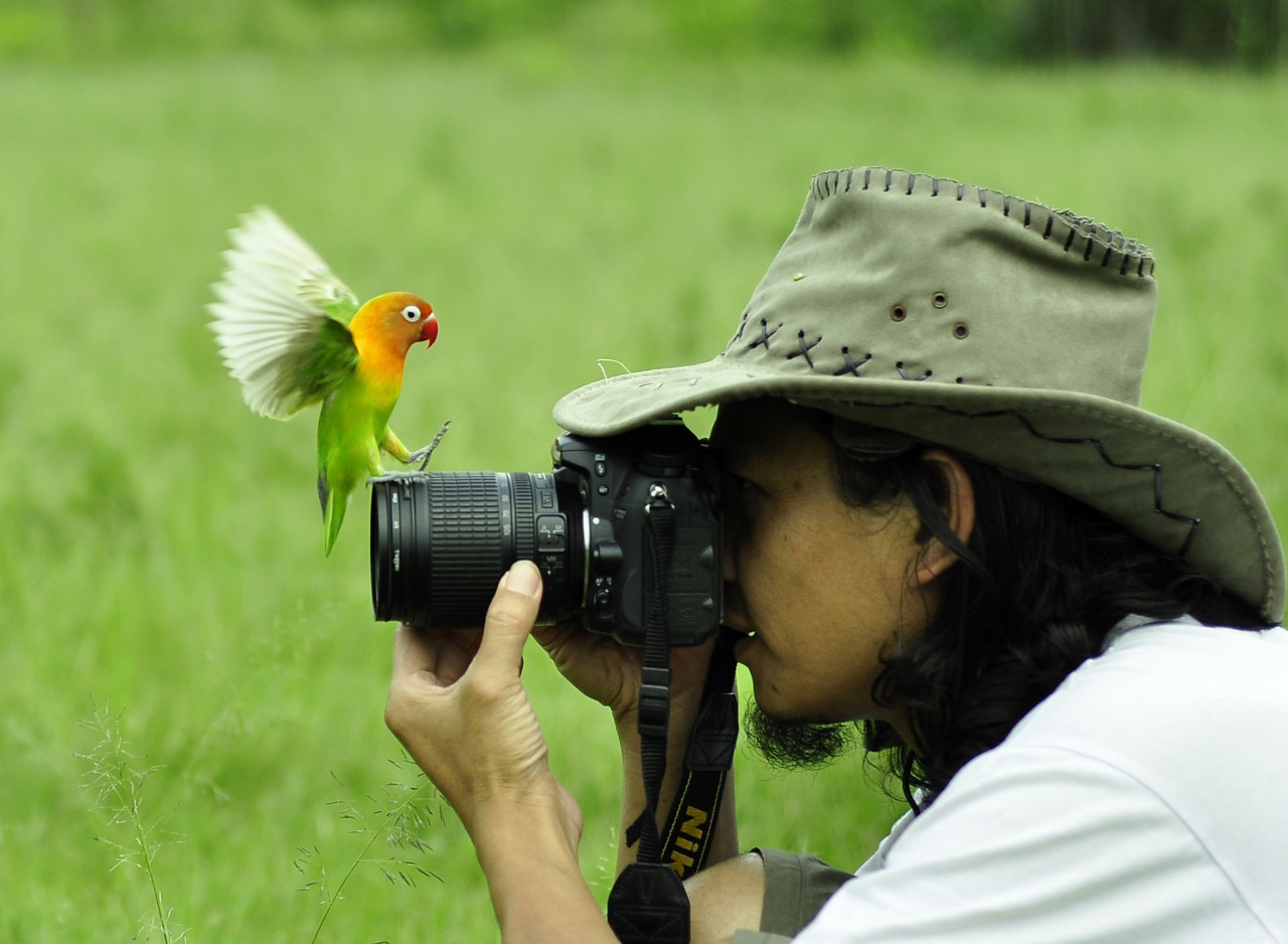 fairy-wren:  Love Bird 