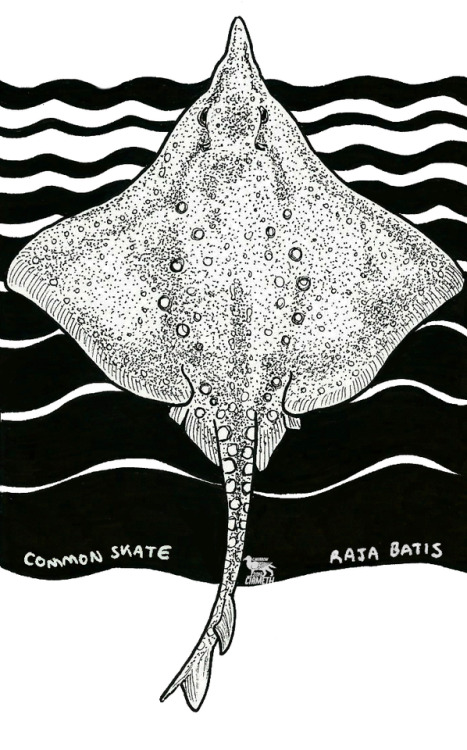 Endangered Inktober - Common Skate by Ciameth  Day 7 - Common Skate, Dipturus batis formerly Raja ba