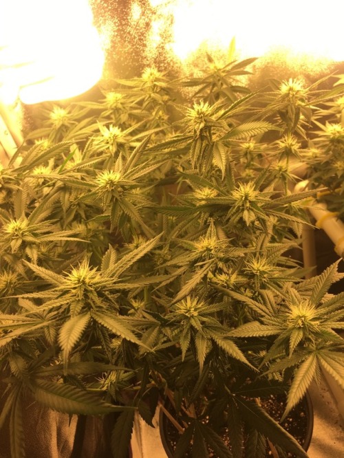 dchomegrow:  The beginning of week 4, every thing is looking good.