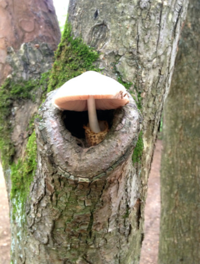 happyheidi:mushrooms in trees ♡(via) 