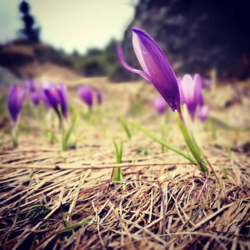 #sundaytreck #vitosha #chernivruh #trecking (at Vitosha Mountain, Bulgaria)