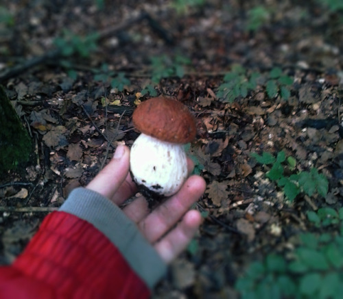 goodwife-two-shoes:balkanradfem:Found a new foraging site, and it gave me these massive chestnuts! I