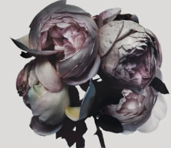  Nick Knight Flora 