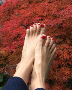 hippie-feet:  Can’t stop admiring the astonishing colours of japanese maple trees in fall. 