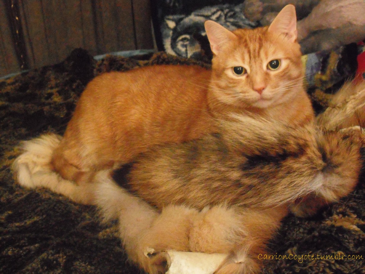 carrioncoyote:  Got a new coyote today. Tucker really took a liking to it.