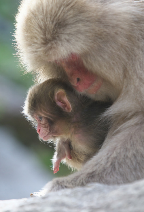  Newborn Baby by Motchi