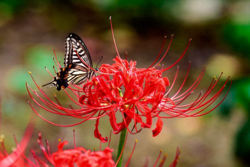 Asian swallowtail on Red spider lily (Lycoris radiata) by Toshihiro Gamo