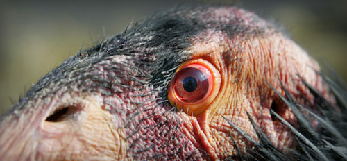 zsl-edge-of-existence: Back in the Ice Age, it wasn’t difficult for California condors to