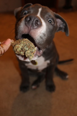 indica-illusions:  novac0caine:  antique-j0k3:  please do not give your dog weed you dumb fuck  You’re obviously the dumbfuck if you actually think I would give my dog a good ass nug like that.  ^^