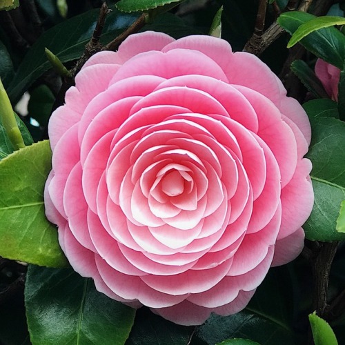 geometric design of camellia