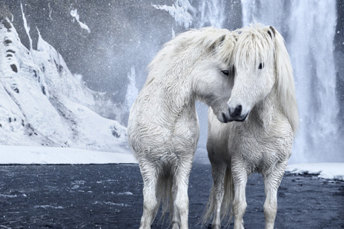 scarlettjane22: Icelandic Horses Photos by Drew Doggett