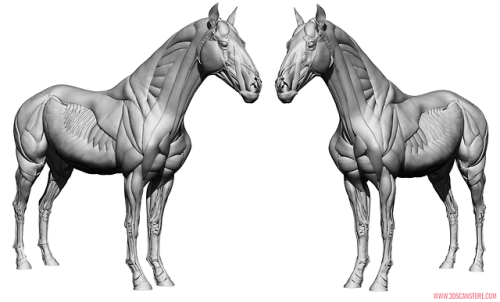 Equine Ecorche Reference Images. Model available to buy here ::  https://www.3dscanstore.com/ecorche