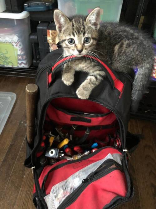 Tool inspector is not happy with my organizational skills 📷 by saxusaxu