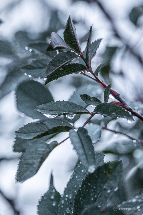 A Weeping Of Leaves