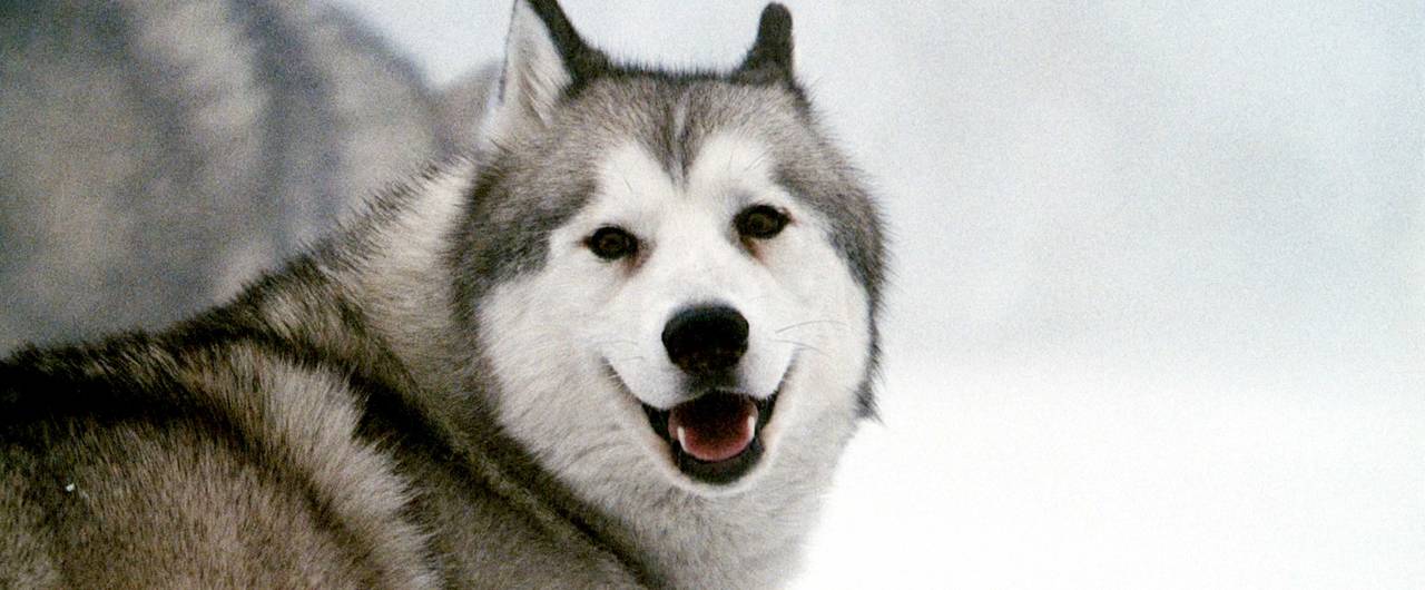 why are husky dogs banned in antarctica