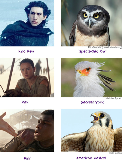 birdandmoon:Because I’m still excited about The Force Awakens, here are some of the characters as… b
