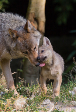 wolveswolves:  By Petra Liebich