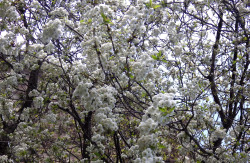 morigrrl:  Spring blossoms 