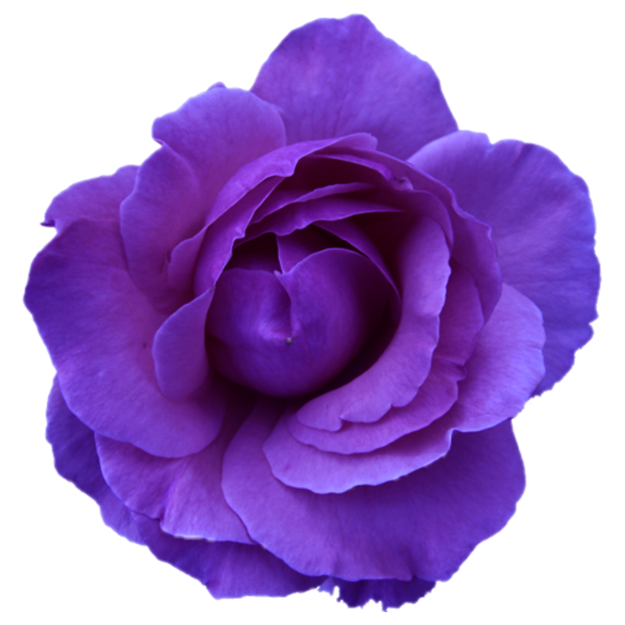 purple flower