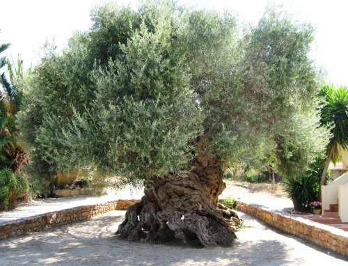 kallistoi:uggly:2,000 year old Olive tree in Greece [image description: a photo of the tree mentione