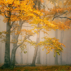 autumn-bits-and-pieces:  (via 500px / FAIRYLAND by Tomáš Morkes) 