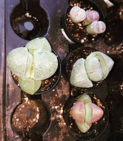 Omg @Richelleryan I Got These Little Butt Plants Cause I Thought Of You When I Saw