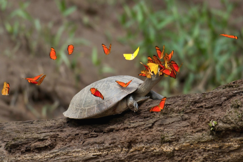 nubbsgalore: lachryphagy is the term used to describe the behaviour of tear drinking in nature, typi