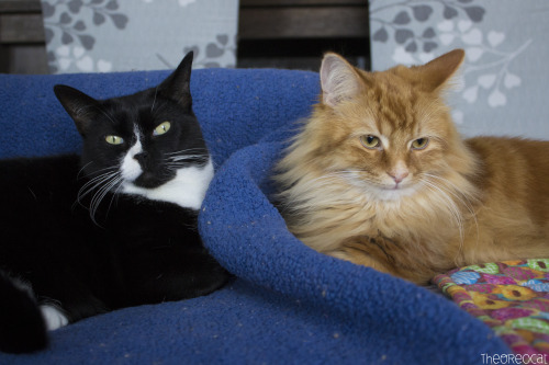 theoreocat:Caturday morning couch congregation.