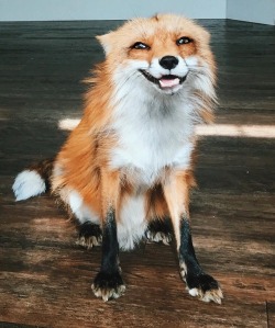 everythingfox:  Hehehe.. >:)Juniper the