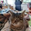 lemmebecat