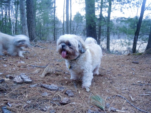 daisytheshihtzu:  They really enjoyed the change of venue. Normally on walks we go to the soccer field and they run around for 20 minutes or so. This time we went on a path in the forest and they LOVED it 