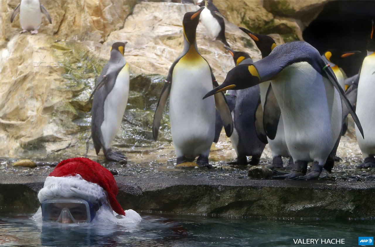 FRANCE, Antibes : A diver wearing a Santa Claus costume poses with Royal Penguins at the Marineland animal exhibition park in the French Riviera city of Antibes, southeastern France, on December 19, 2014. AFP PHOTO / VALERY HACHE