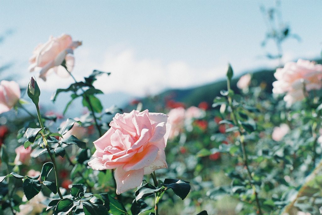 caterpillow:  (by qrumipan) 