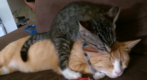 catsbeaversandducks:Cats Who Don’t Understand the Concept of Personal Space“Personal space? What’s t