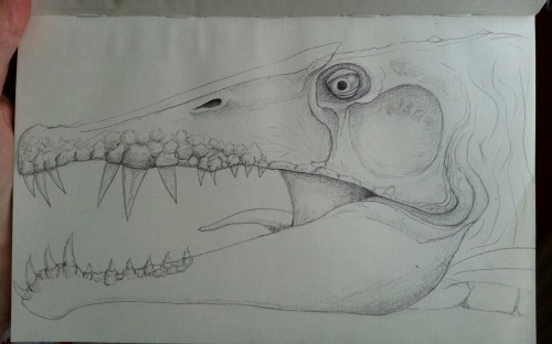 Spinosaurus. Unfinished. New respect for those who have enough patience to draw SCALES.