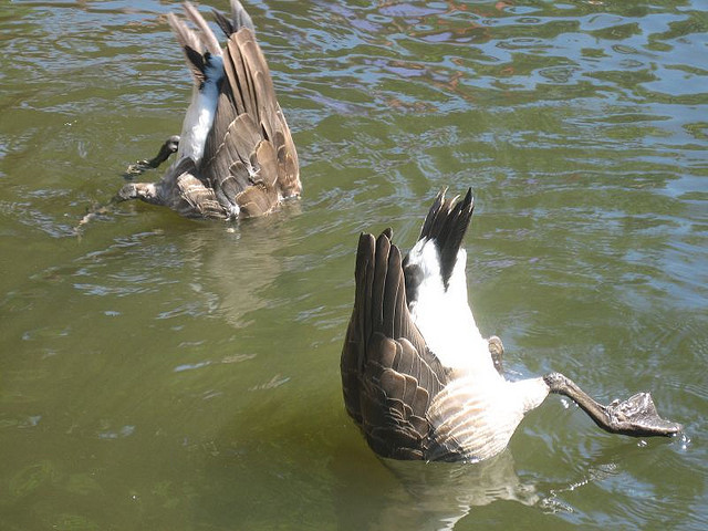 catsbeaversandducks:  &ldquo;Duck and Cover!&rdquo;  (Please click on each
