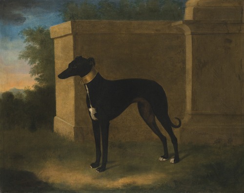 laclefdescoeurs:Portrait of a Greyhound, Called Pompon, 1746, Attributed to John Wootton