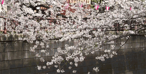 fuckyeahjapanandkorea:  Cherry Blossoms at Nakameguro, Tokyo - 目黒川の桜 