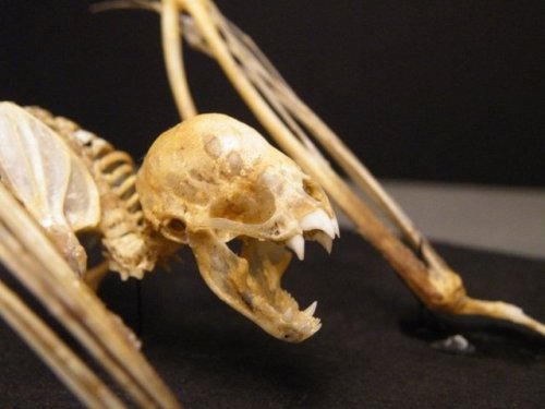 psychopathicneighbor:The skeleton of a Vampire Bat. 