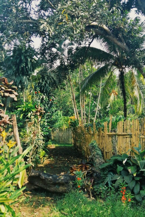 riceordie: follow @riceordie​ for more tropical/jungle vibes. original content & no reblogging h