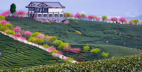 landscapelifescape:  tea farm, Fujan, China  by zhangning 