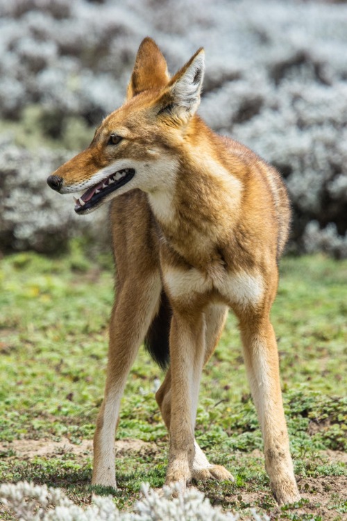 beautiful-wildlife: Wolf by Paul Wild Ethiopian Wolf, Bale Mountains, Ethiopia