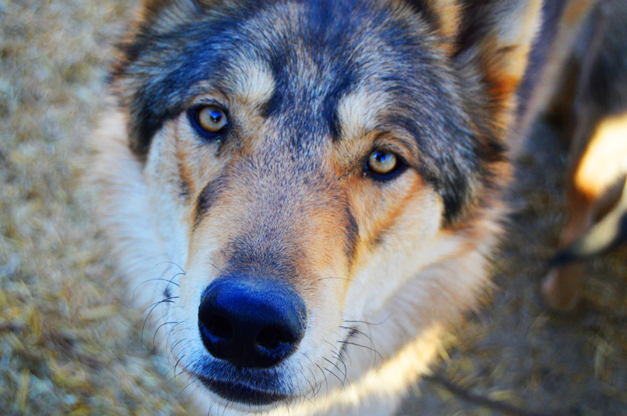 danekez:  Wolfdogs! Well, mostly Wolfdogs. That pretty girl with the STRIKING blue