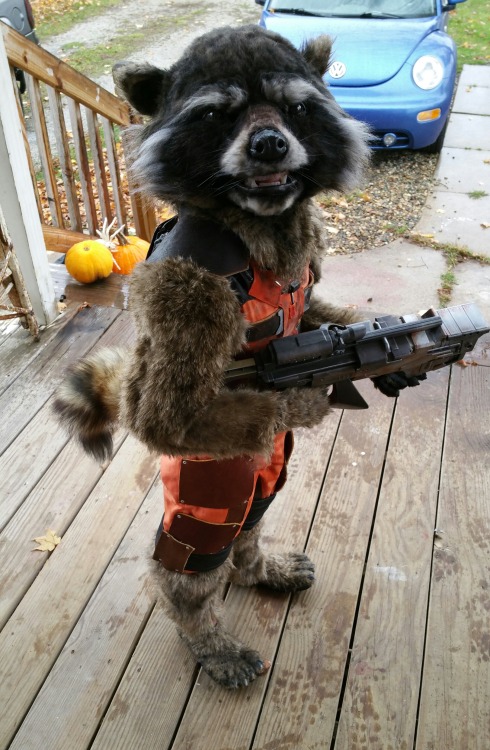 kidskullomania:  Hands Down, Arguably the BEST Rocket Raccoon Costume I have ever seen, and maybe the best Halloween costume of 2015.made entirely from scratch by TheRPF member and propmaker-mom “cborchardt82  ″, she began working on it when her 5