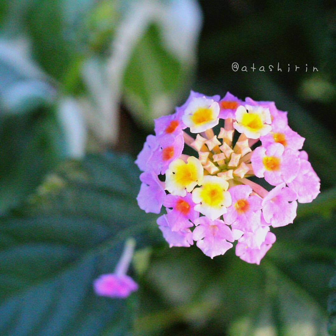 癒し♡
#canoneos #kissカメラ #cameralife #flowerpower #花撮り隊 #花撮り人 #花に癒される #癒しのひととき #instacanon #東京カメラ部