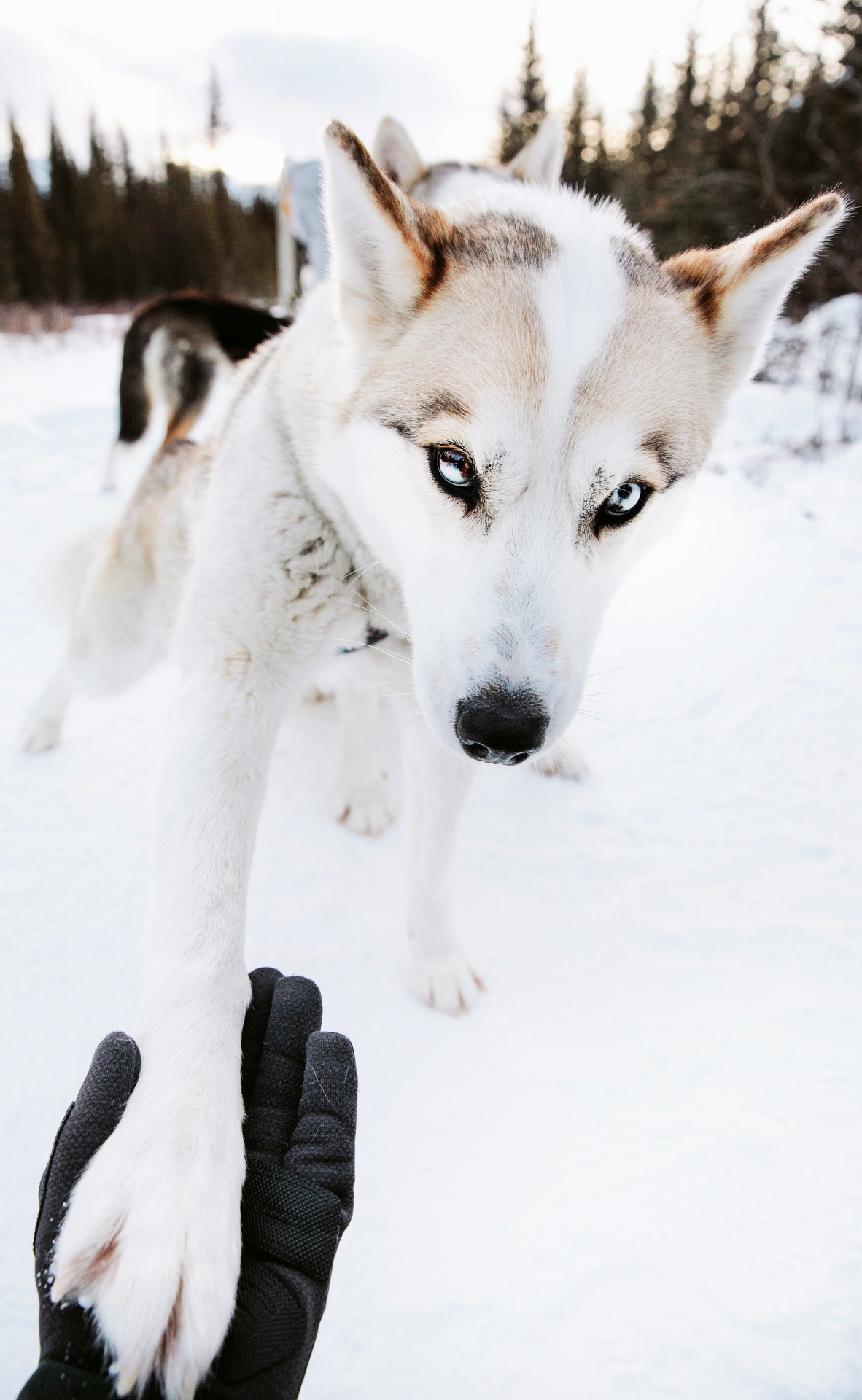 mikeseehagel:  Ruff Day - mikeseehagel.com