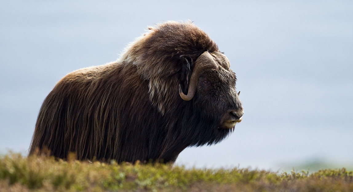 ainawgsd:  Musk Ox The musk ox (Ovibos moschatus) is an Arctic mammal of the family