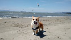 corgi-addict:  Found someone happier than I was to be at the