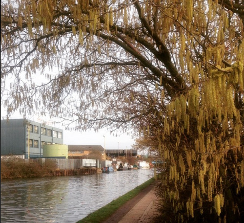 Weekend walk: Little Venice to Southall, along the Paddington arm of the Grand Union canal Distance: