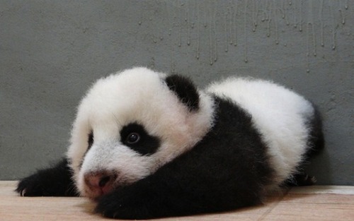 giantpandaphotos:  Yuan Yuan’s daughter Yuanzai at the Taipei Zoo in Taiwan. (Video) © Taipei Zoo.